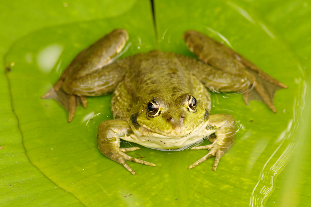 Teichfrosch