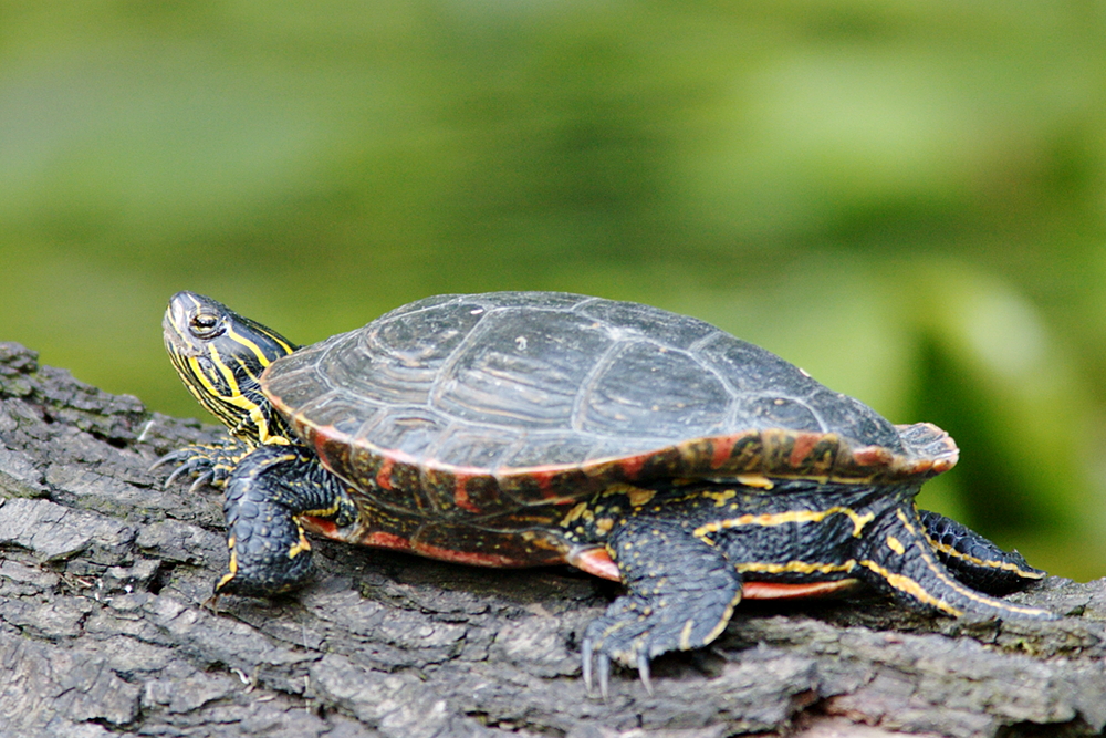 Nördliche Rotbauch-Schmuckschildkröte