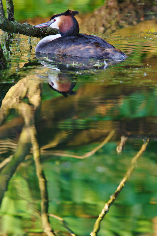 Haubentaucher im Abendlicht