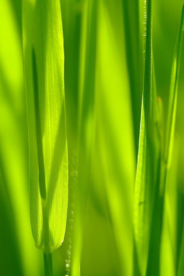 Gras