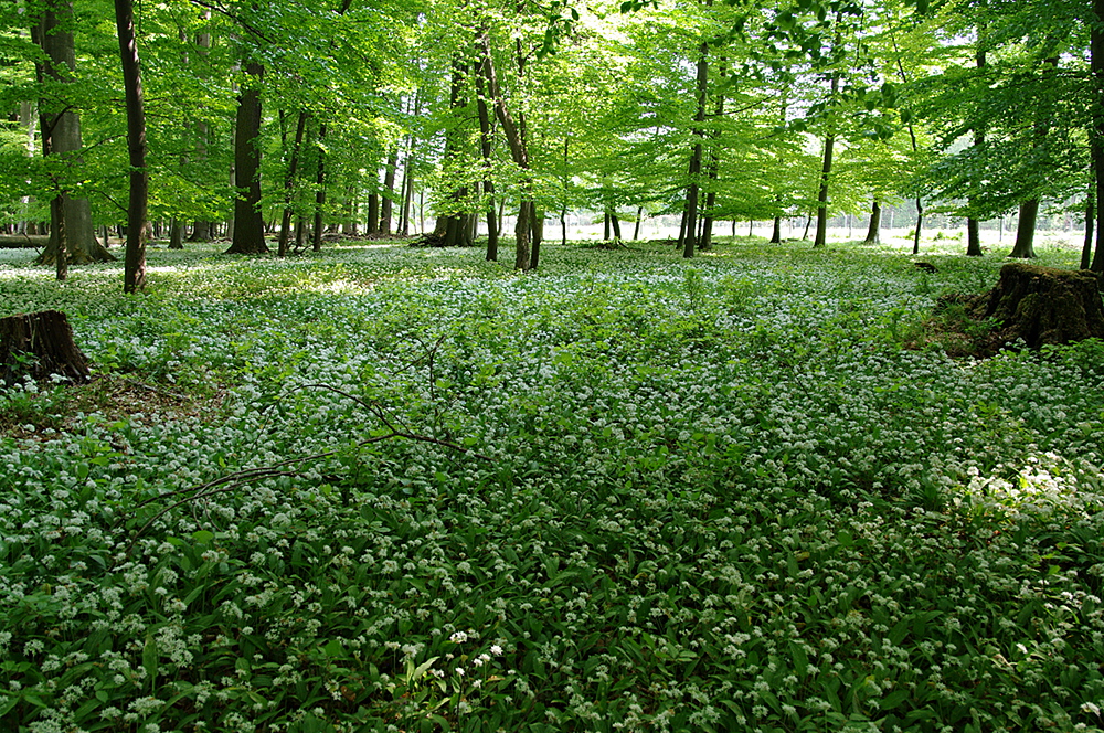 Bärlauchwald