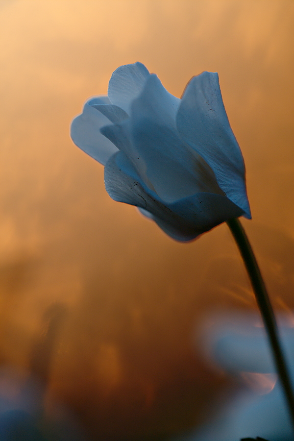 Buschwindröschen im Abendlicht
