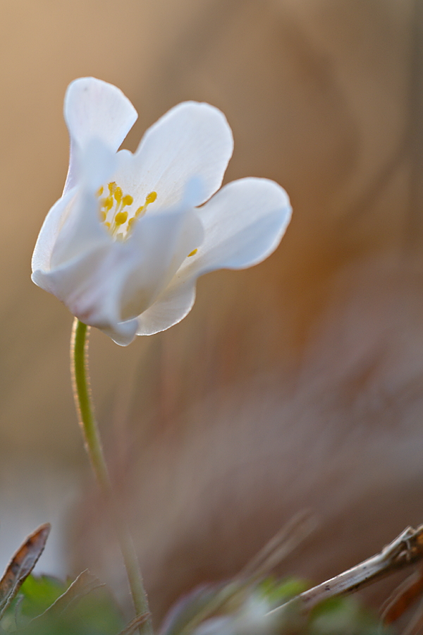Buschwindröschen am Abend