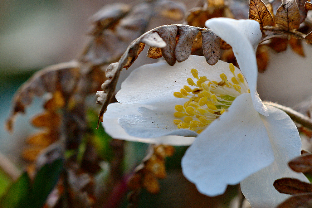 Buschwindröschen unter Farn