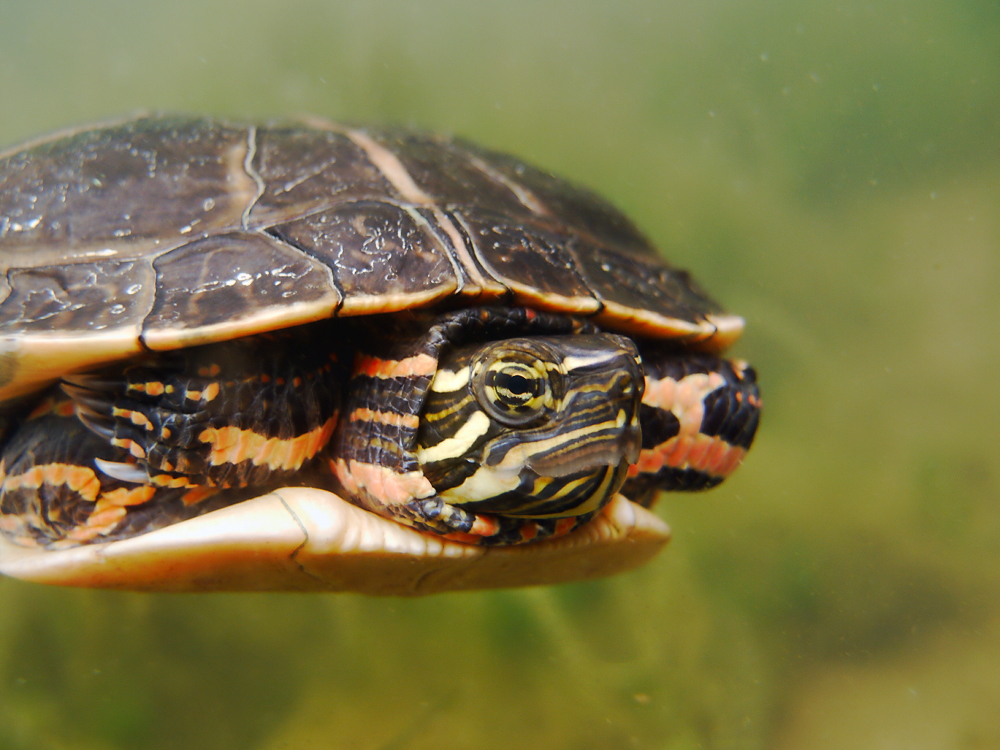 Südliche Zierschildkröte