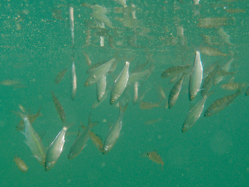 Fischschwarm kopfüber