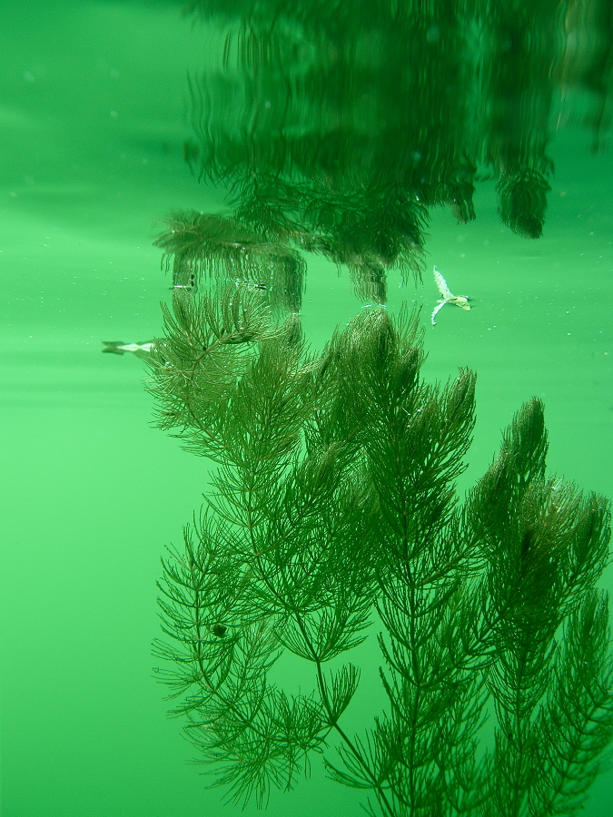 Raues Hornblatt (Ceratophyllum demersum)