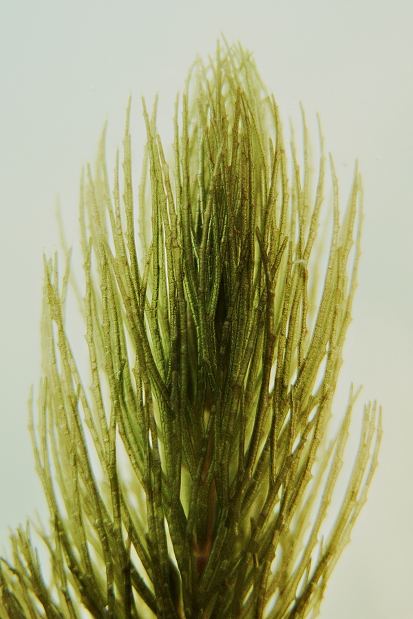 Raues Hornblatt (Ceratophyllum demersum)