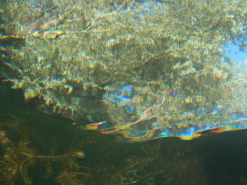 Baum aus der Fischperspektive