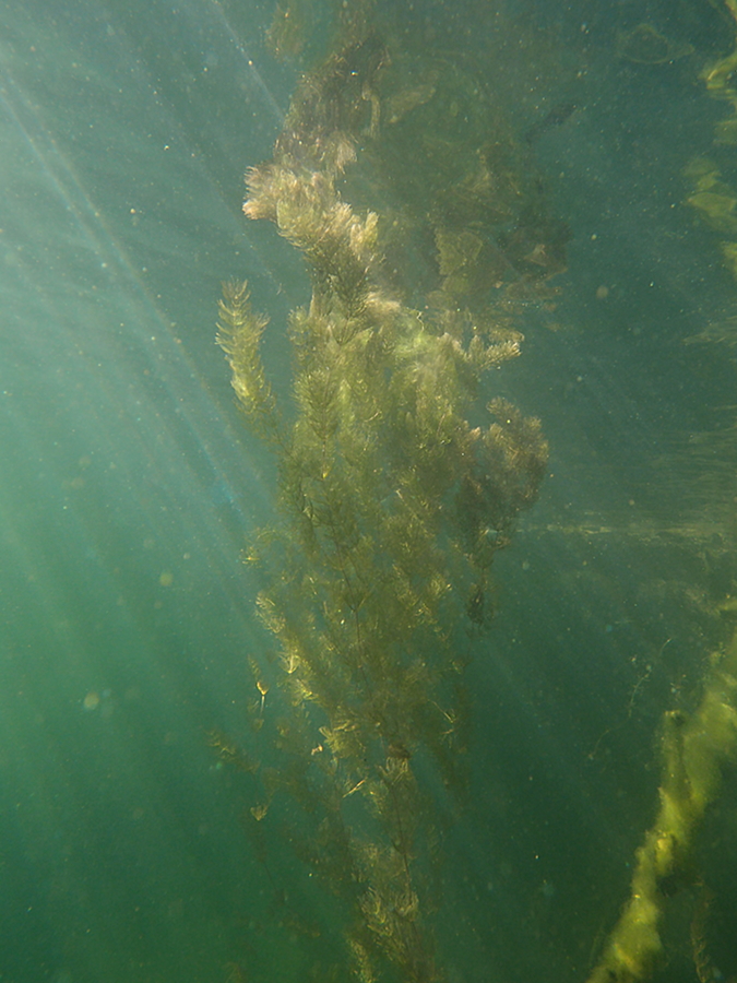 Raues Hornblatt (Ceratophyllum demersum)