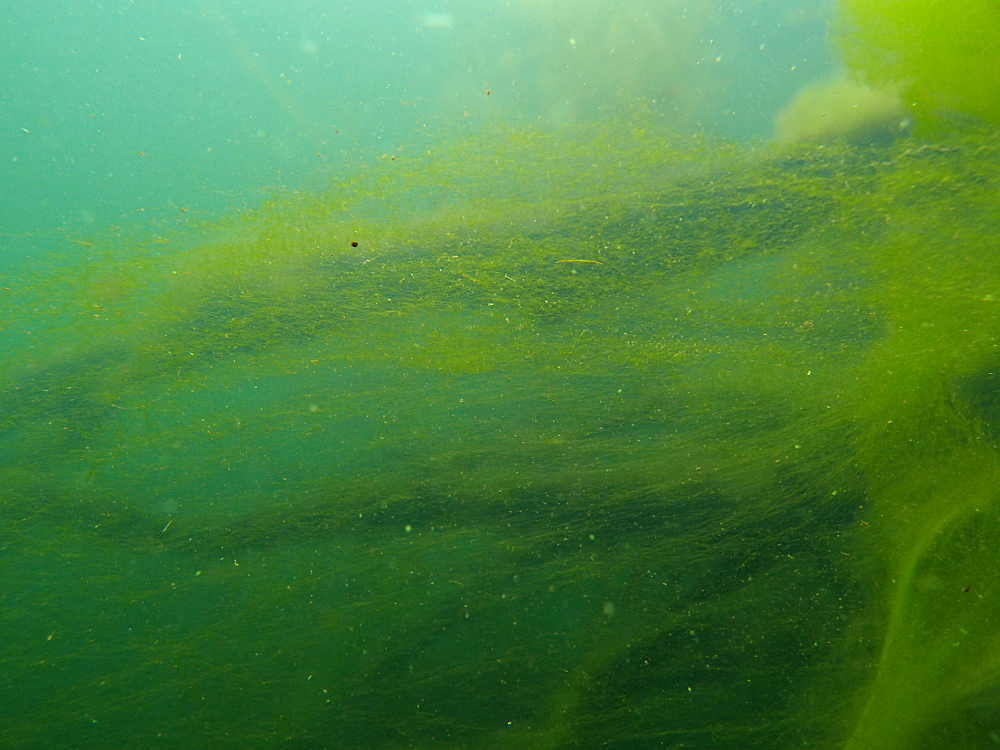 Ein Vorhang aus Algen