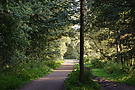 Waldweg und Reitweg