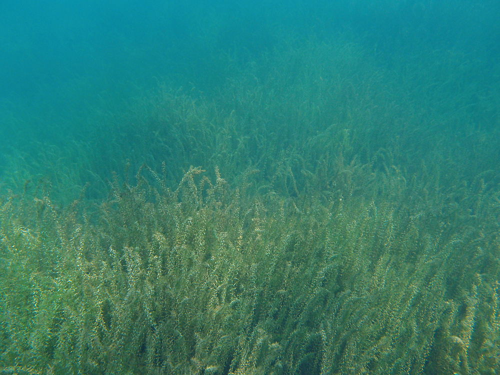 Unterwasserlandschaft (4)