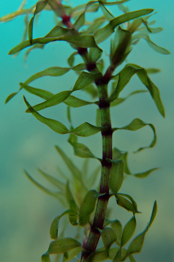Schmallblättrige Wasserpest