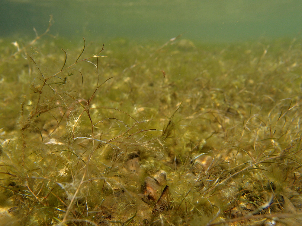 Laichkrautlandschaft