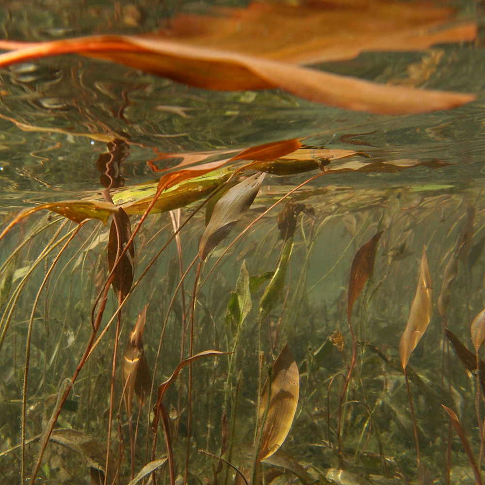 Schwimmendes Laichkraut (2)