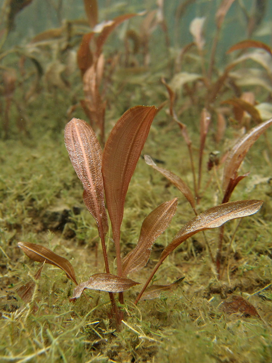 Schwimmendes Laichkraut (3)