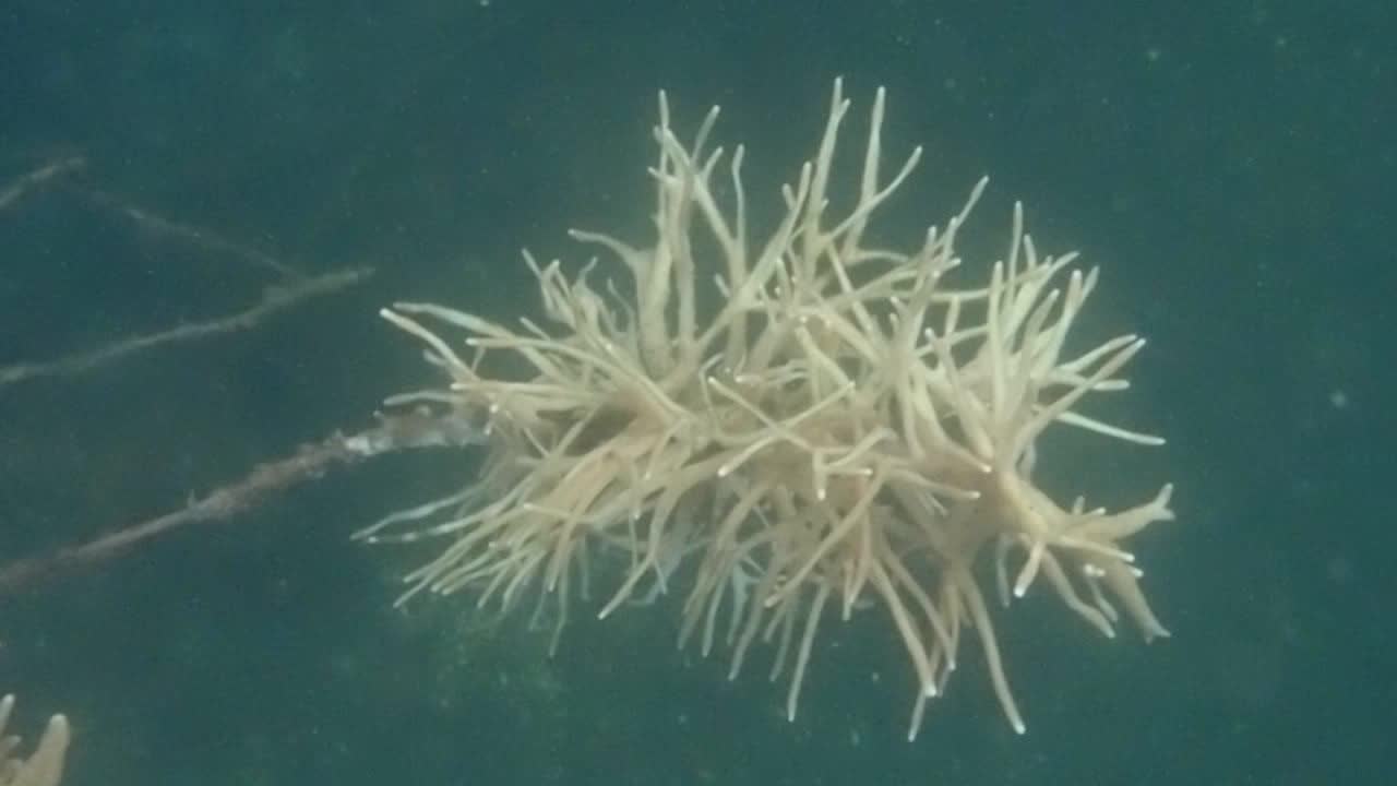 Schwamm in Bewegung (2)