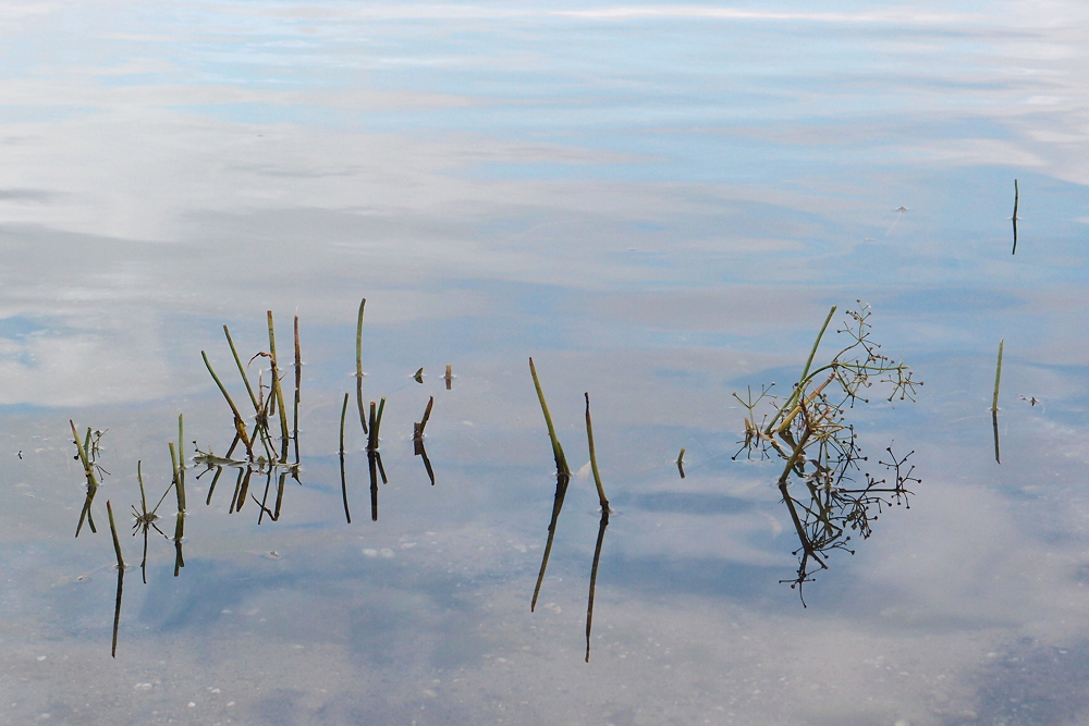 Gras-Froschlöffel (2)