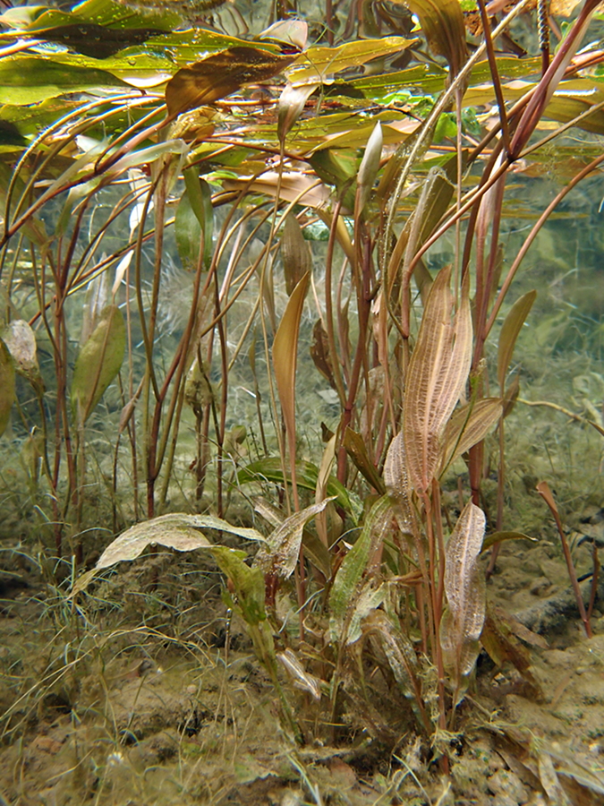 Schwimmendes Laichkraut (4)