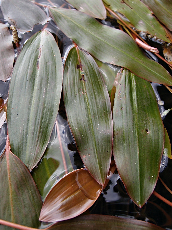 Schwimmendes Laichkraut (5)