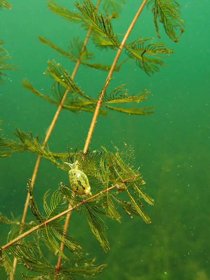 Schnecke an Tausendblatt