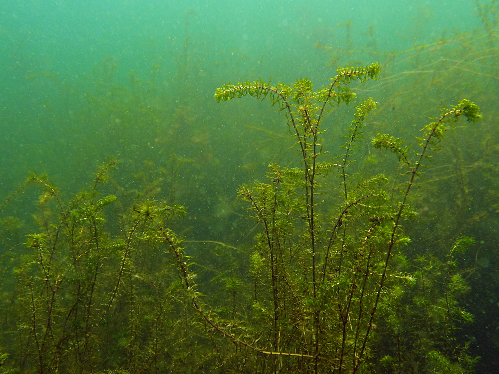 Wasserpest-Landschaft