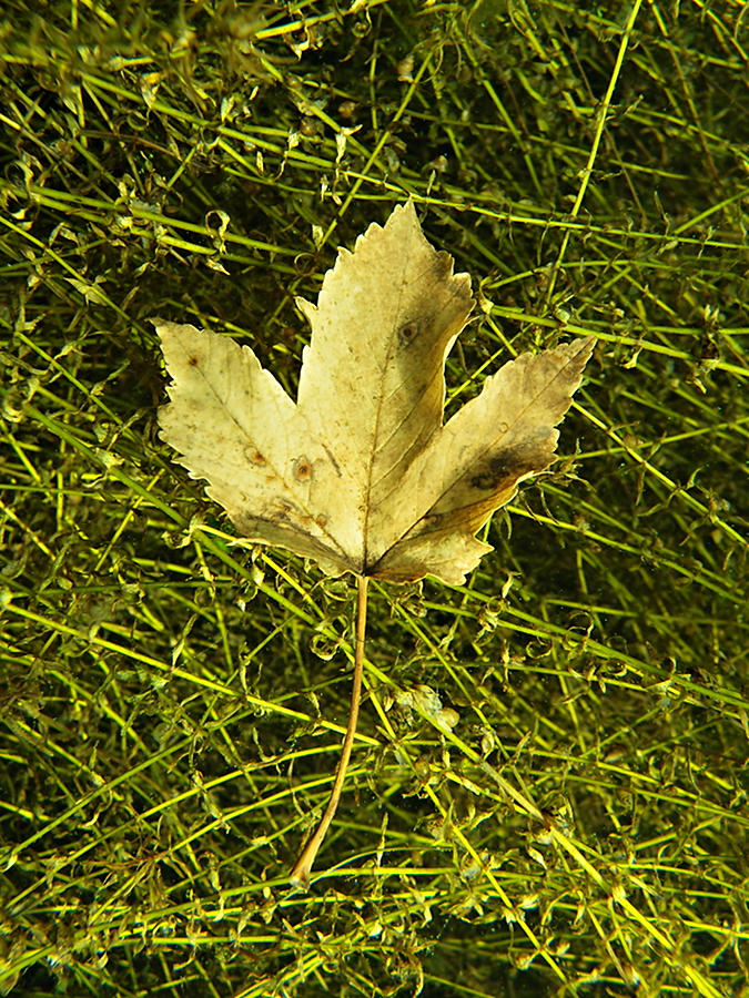 Ahornblatt und Wasserpest