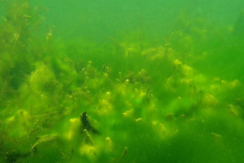 Algenlandschaft