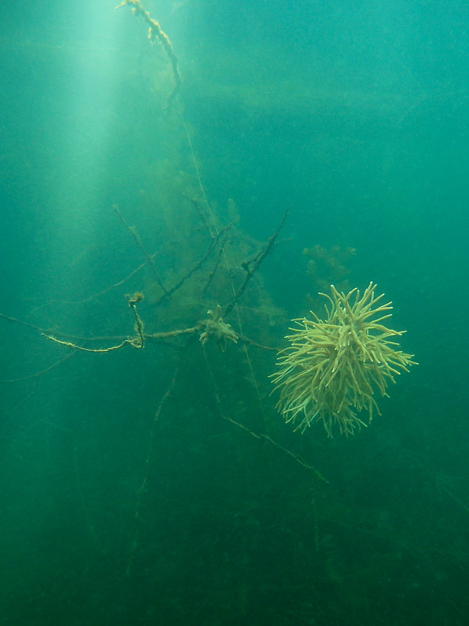 Schwamm und Lichtstrahl