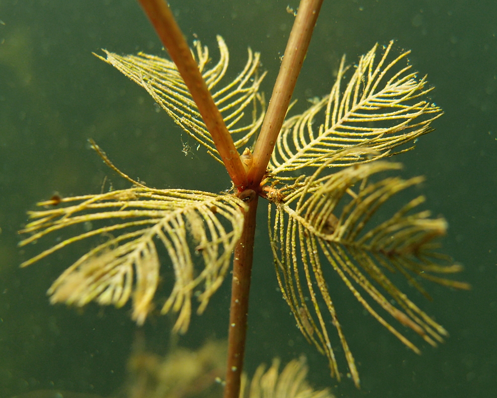 Quirl des Ährigen Tausendblatts