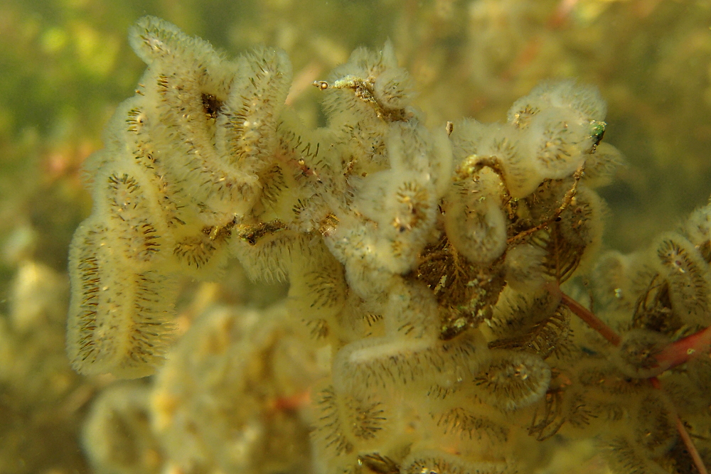 Moostiercheninvasion