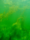 Algenlandschaft