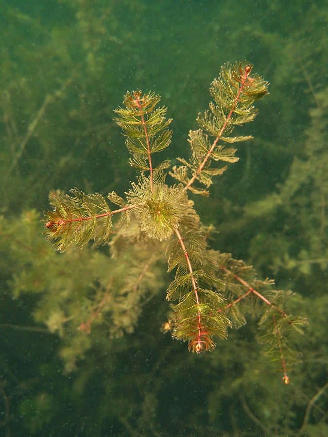 Ähriges Tausendblatt von oben