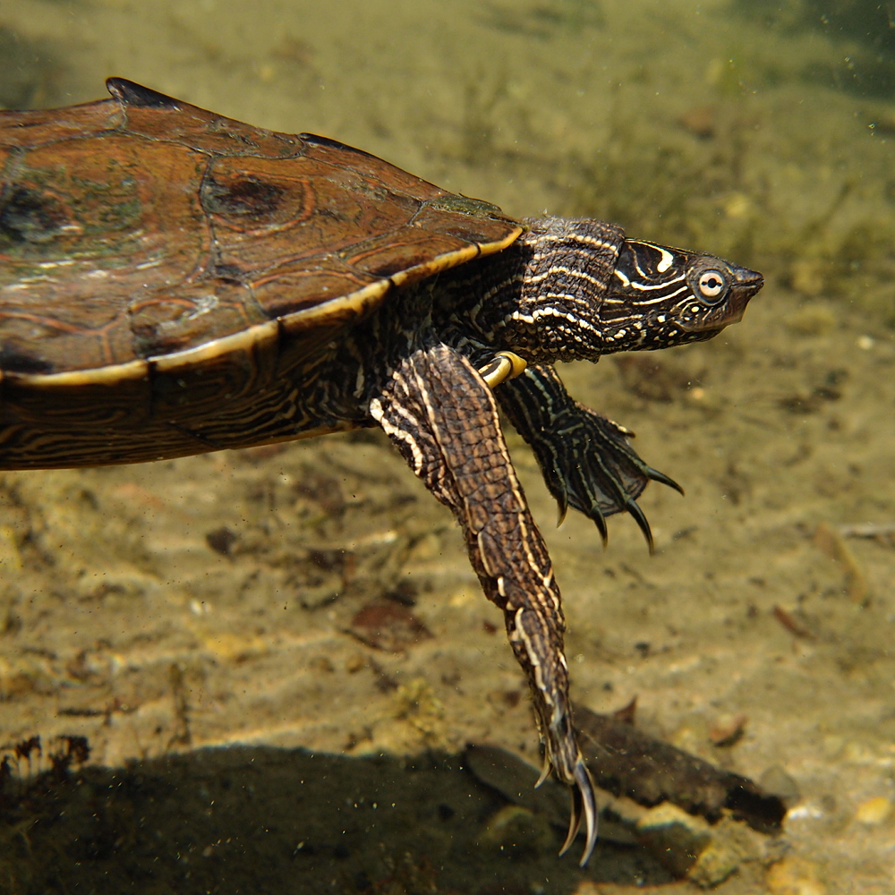 Falsche Landkarten-Höckerschildkröte