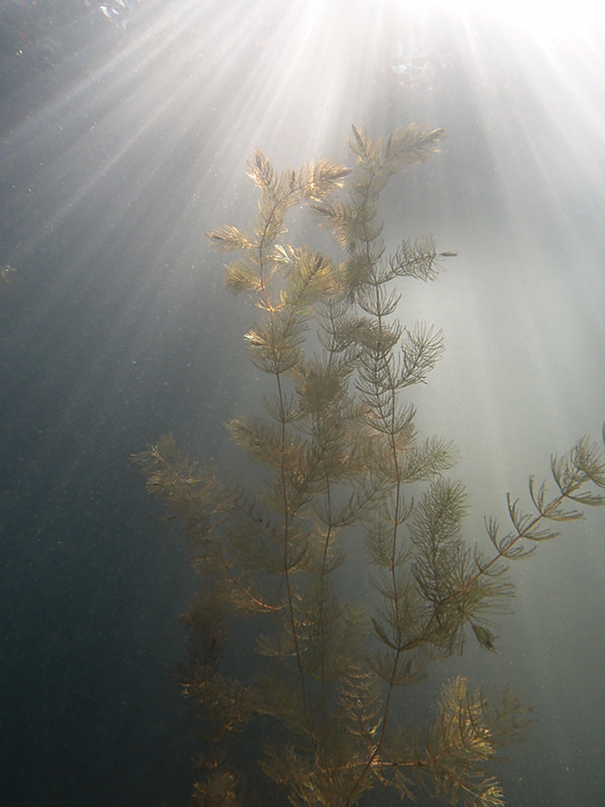 Raues Hornblatt im Licht