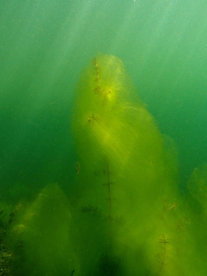 Algen überwuchern Tausendblatt