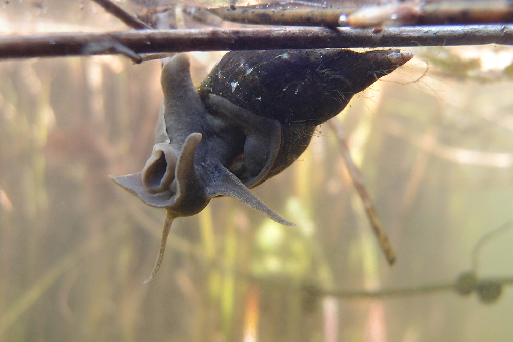 Spitzschlammschnecke