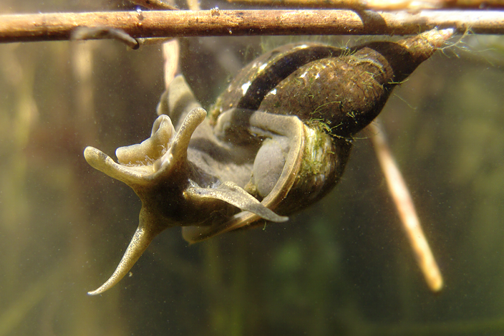 Spitzschlammschnecke