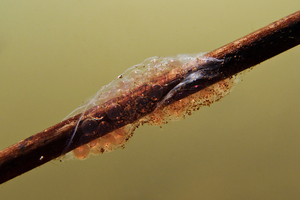 Wessen Laich ist das?