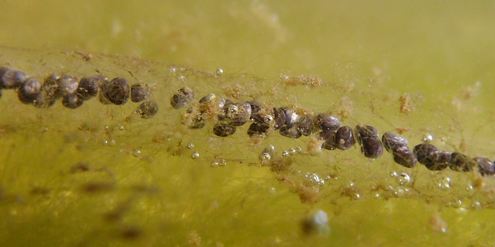 Laichschnur der Erdkröte