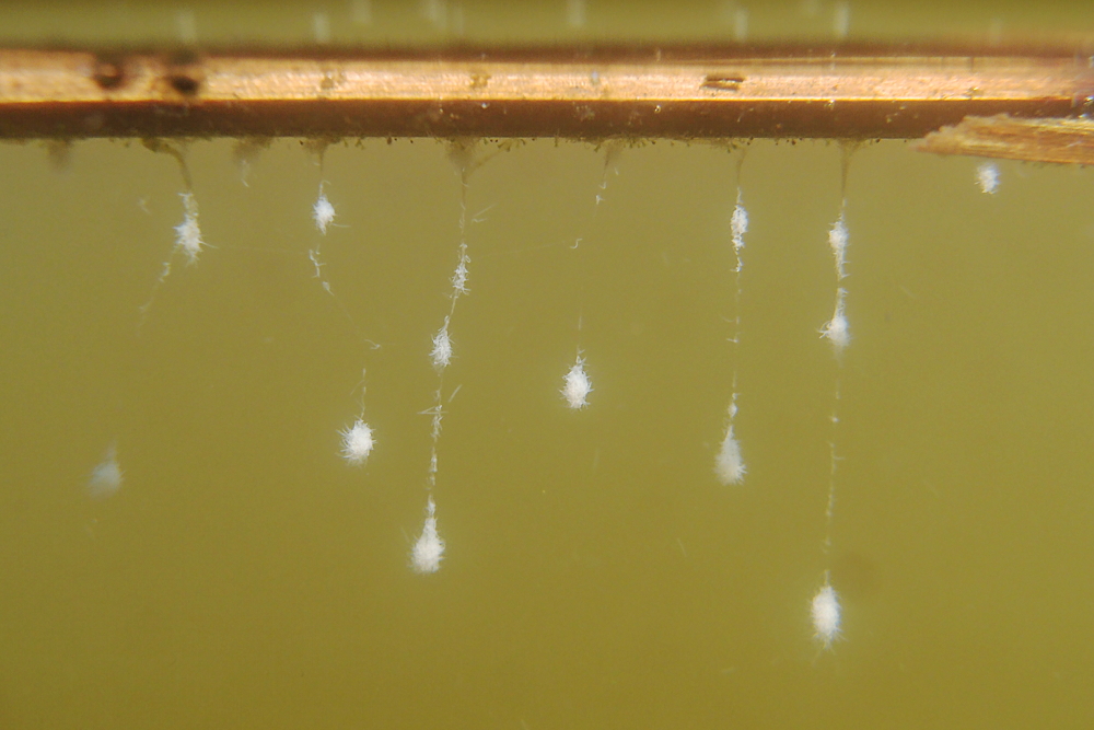 Wessen Laich ist das?