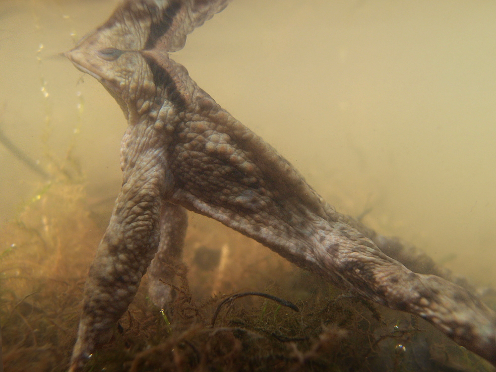 Erdkröte - die untere Hälfte