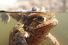 Erdkröten