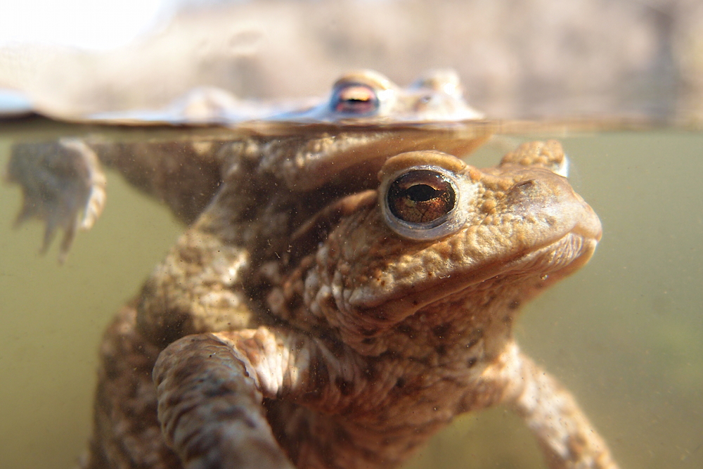 Erdkröten