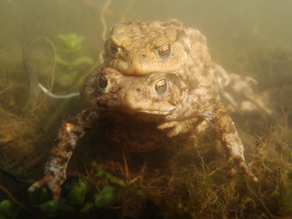 Erdkröten