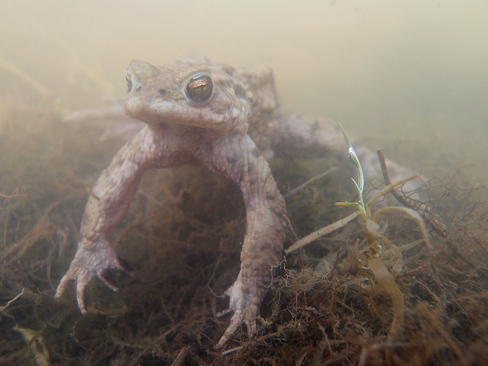 Erdkröte