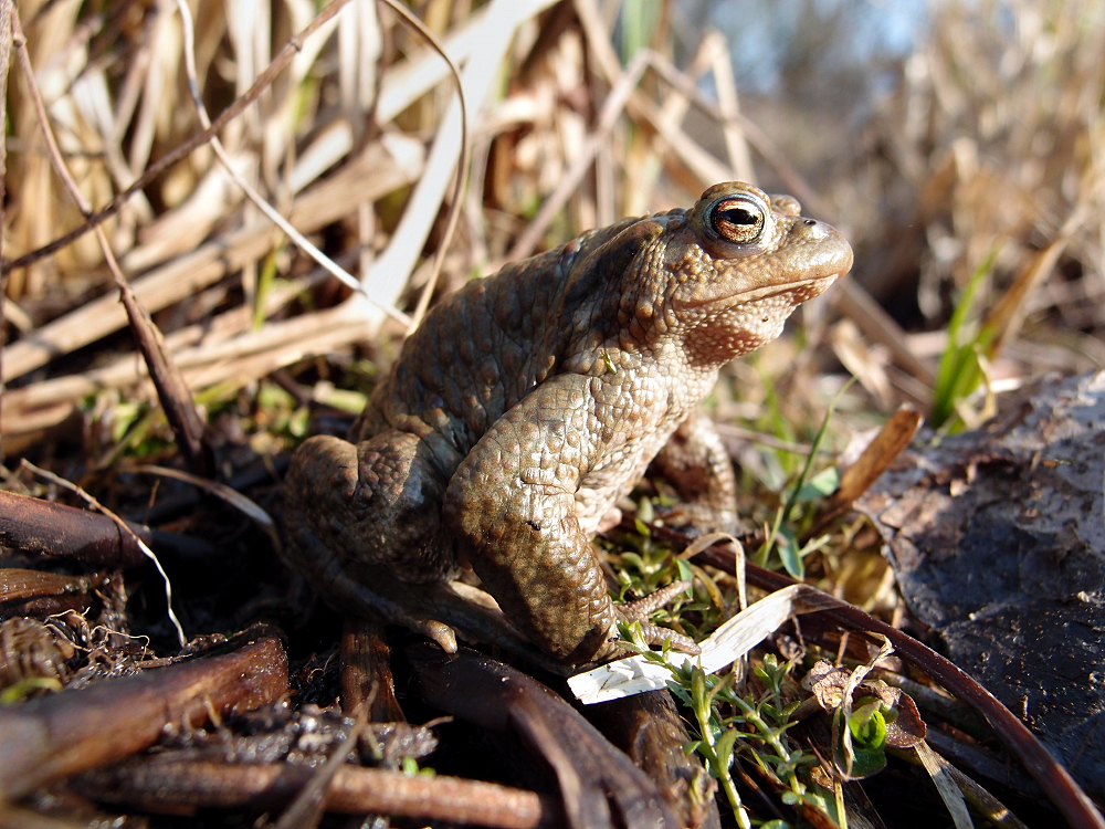 Erdkröte