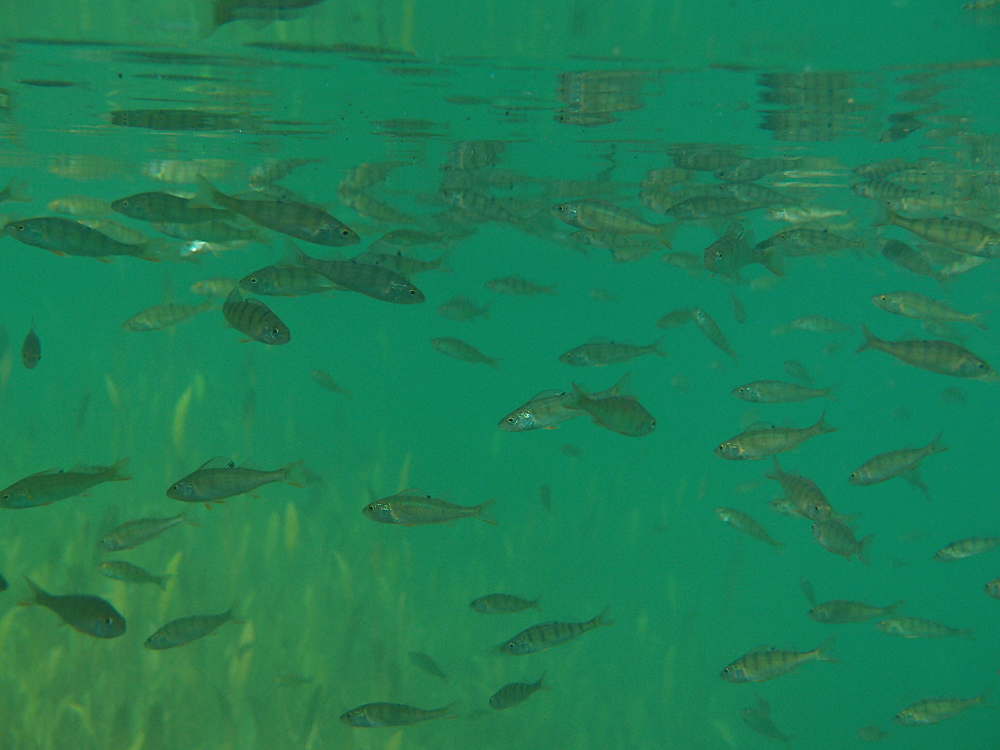 Ein Schwarm Barsche