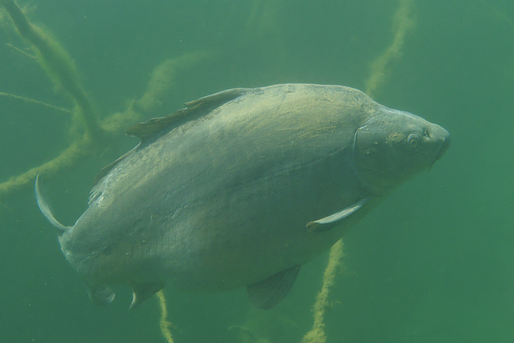 Spiegelkarpfen im Rahmer See